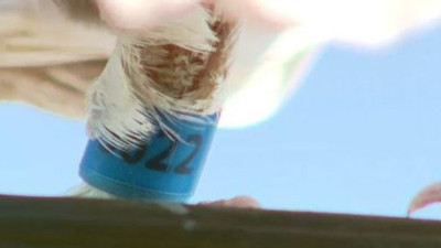 Yarış güvercini Pasifik Okyanusunu uçarak geçti. Avusturalya hükümetinden şok eden karar. Değeri tahminleri gölgede bırakıyor