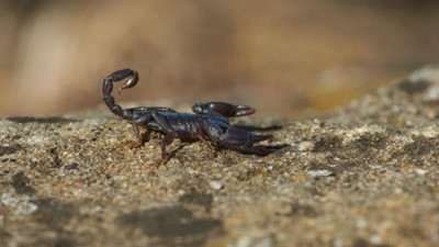 Brezilya havayolu şirketi GOL'de akrep dehşeti. Adamın çığlığı kabinde yankılandı
