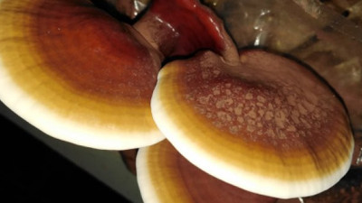 Ölümsüzlük mantarını Türkiye’de ürettiler. Kilosu altından pahalı