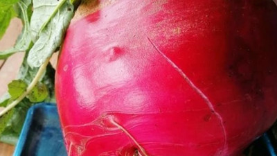 Elini atan taşımakta zorlanıyor. Tam 6,5 kilo ağırlığında. Görenler şaşırıp kalıyor