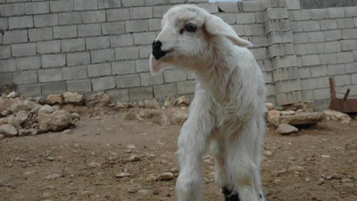 Diyarbakır'daki bu kuzuyu görenler hayrete düşüyor