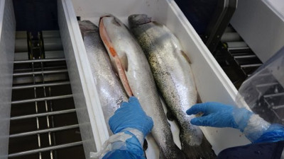 Japonlardan Karadeniz somonuna büyük ilgi