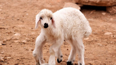 Diyarbakır'da 6 bacaklı kuzu dünyaya geldi. Köylüler tedirgin kameraya alan şaşkın