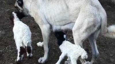 Gaziantep'te annesi ölen öksüz kuzuya bakın kim sahip çıktı. Kendi yavrularından ayırmıyor