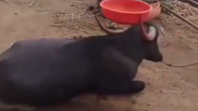 Çocukluğunu yaşamayan manda. Görünce siz de hak vereceksiniz