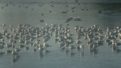 Gölet buz tuttu müdavimleri buzlu suda avlanmaya çalıştı