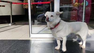 Trabzon'da vefalı dost hastane kapısında yatıyor