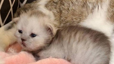 Çin’de bir ilk gerçekleşti. Nükleer transfer yöntemiyle orman kedisi klanlandı