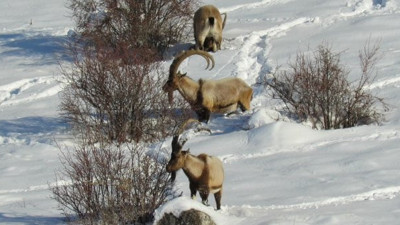 Dağ keçileri yiyecek için Aladağlar'ın eteklerine indi