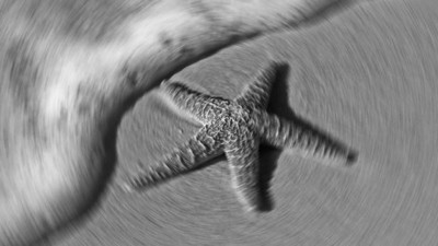 Dünyanın en eski denizyıldızı fosili bulundu