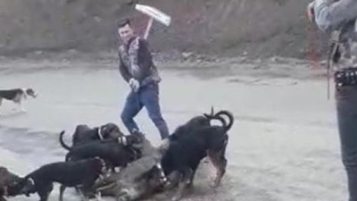 Denizli'de zavallı yavruyu 10 köpeğe parçalattılar. Çocuklar sizi bu hale kim getirdi