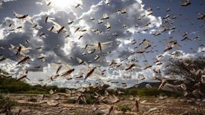 Bir günde 35 bin kişilik gıda tüketiyorlar. 45 ilçenin 15’ini istila ettiler günde 150 kilometre yol gidiyorlar