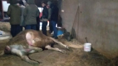 5 inek peş peşe cansız yere serildi. Besici isyan etti