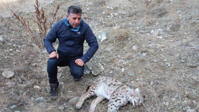 Nesli tükenmek üzereydi Erzurum'da öldürüldü