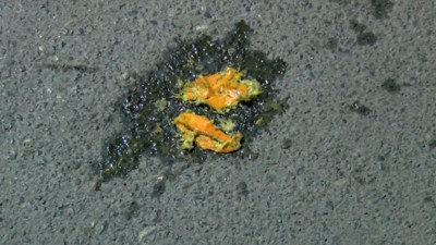 Portakal orda kalmadı. Facia ucuz atlatıldı