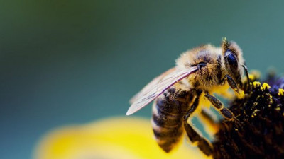 Bilim insanları arılarla ilgili kötü haberi duyurdular