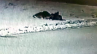 Aç kurtlar dehşet saçtı. Topluca saldırdılar