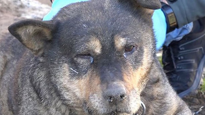 Trabzon'da bahçeye giren köpek sopa ile öldürüldü iddiası