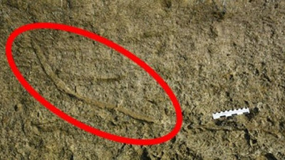 Araştırmacılar kayalık bir bölgede buldu. Uzunluğu tam 2 metre ve okyanus tabanında 20 milyon yıl gezdiler