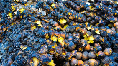 Eve dönünce korkunç manzarayla karşılaştı. 400 tanesi aynı anda can verdi