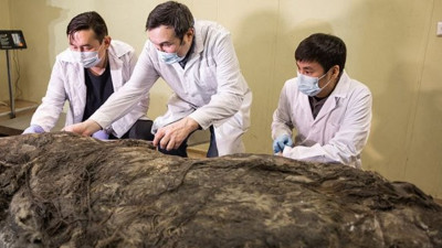Sibirya'da 40 bin yıldır buzulun altındaydı. Bilim adamları nasıl dokunacaklarını bilemedi