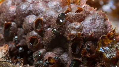 Korona virüs salgınında herkes ona sarıldı. Astımı olanı daha çok hasta ettiği ortaya çıktı