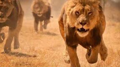 15 yaşındaki çoban aslan saldırısında öldü