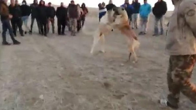 Köpekleri acımasızca dövüştürdüler. Konya'da skandal. Vicdansızlar