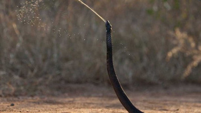 Bilim insanları ‘önleminizi alın’ diyerek açıkladı. Artık sokaklarda da saldıracaklar