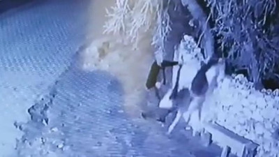 Buzağı hırsızlarına jandarmadan şok operasyon