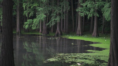 Bilim insanları kelliğe çare olabilecek bir öz keşfetti