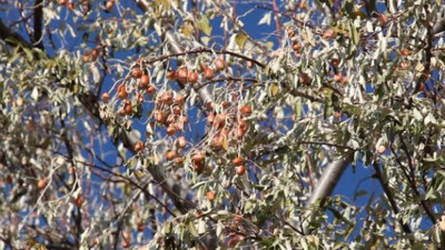 İğde öksürüğü kesiyor bağışıklığı perçinliyor. Hem meyvesi hem yaprağı şifa deposu