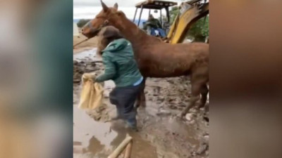 Yoğun yağmurdan oluşan balçıkta mahsur kalan 2 atı kurtarmak neredeyse 24 saat sürdü