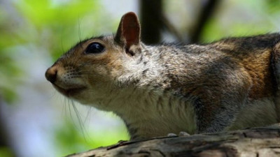 Boz sincaplara doğum kontrol hapı