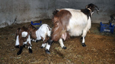 Osmaniyeli 10 yıllık besiciyi şaşkına döndü. Bir baktı bir baktı bir daha baktı