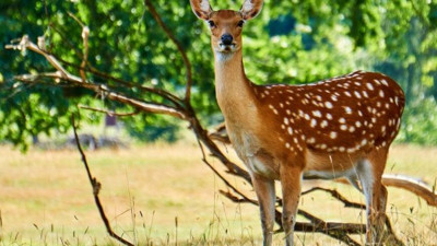 Karaca avlayan 2 kişiye 26 bin 366 lira ceza