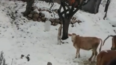 Elazığ'da tilki tilki olalı böyle zulüm görmedi. İmdadına jandarma yetişti