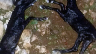 Antalya'da çobanın bağırışları bile katliamı durduramadı. Çalıların arasından aniden ortaya çıktılar