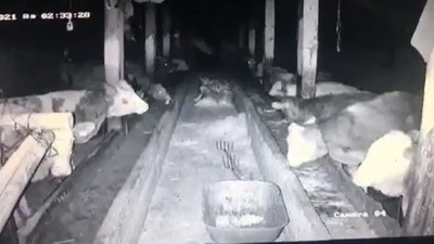 Sivas'ta depreme yakalanan ineklerden aynı tepki. Görüntüler şaşkınlık yarattı