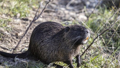 Su maymunlarının Trakya'daki habitatı genişliyor