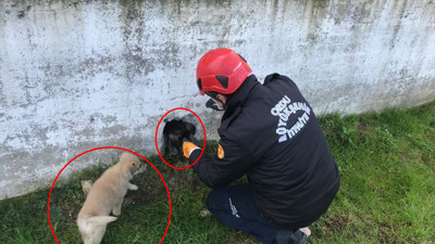 Ordu’da inleyen yavru köpeğin yardımına sahibi koştu. Arkadaşı çaresiz gözlerle bakakaldı
