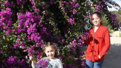 Antalya'da yalancı bahar. Nedeni belli oldu