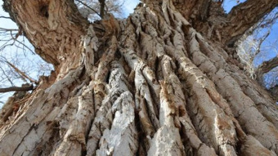 Tokat'ta 40 metre yüksekliğinde 700 yaşında. Görenler şaşkına dönüyor