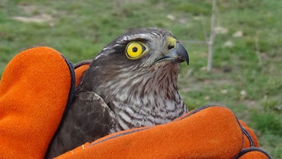 Çanakkale’de tedavi edilen 2 atmaca doğaya salındı