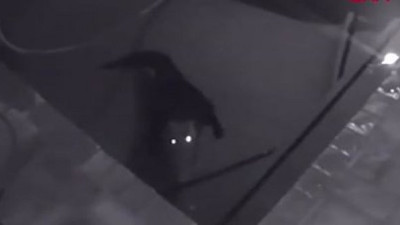 Havuzda timsah şoku