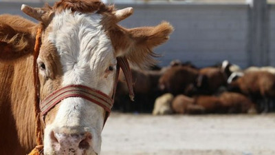 Kurban seçiminde nelere dikkat edilmeli?