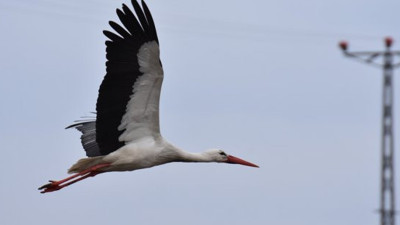 Çok güzel bir haber geldi