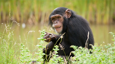 Eyvah eyvah bilim insanları şimdi duyurdu. Bu sefer de şempanzelerden bulaşacak. İşte belirtileri