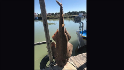 Antalya’da ağlara takıldı. Avlanması karaya çıkartılması teknede dahi bulundurulması yasak