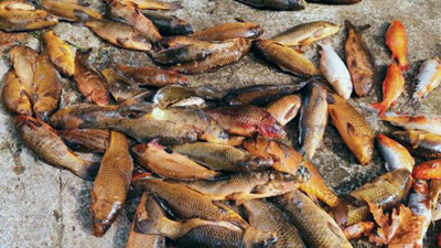 Önce köpürdü sonra balıklar çırpına çırpına can verdi